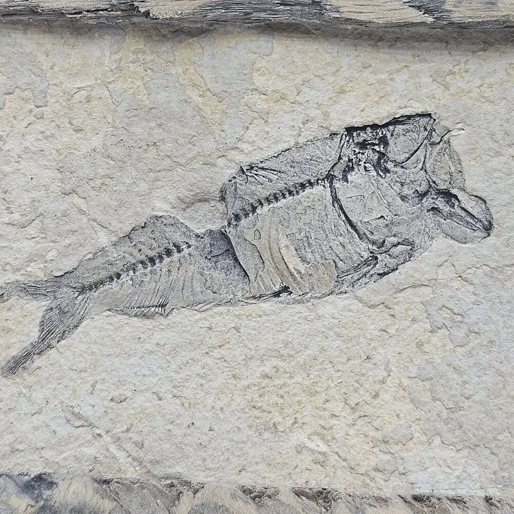 Knightia Fossil Fish Fossil In‎ Hand Made Reclaimed Wooden Frame 10